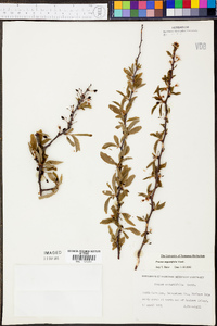 Prunus angustifolia image