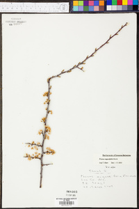 Prunus angustifolia image