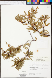 Prunus angustifolia image