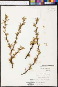 Prunus angustifolia image