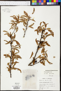 Prunus angustifolia image