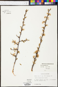 Prunus angustifolia image