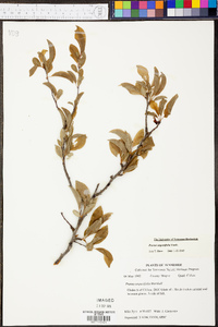 Prunus angustifolia image