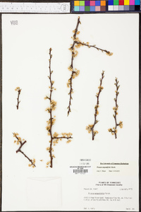 Prunus angustifolia image