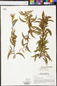 Prunus angustifolia image