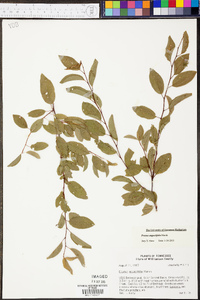 Prunus angustifolia image