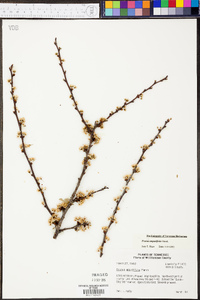 Prunus angustifolia image