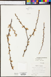 Prunus angustifolia image