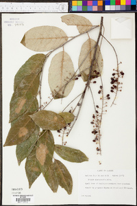 Prunus alabamensis image