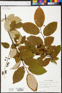 Prunus alabamensis image