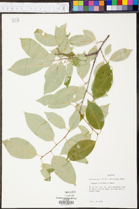 Prunus alabamensis image