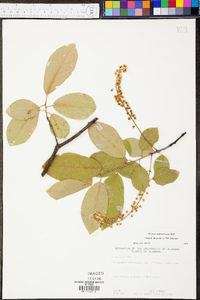 Prunus alabamensis image