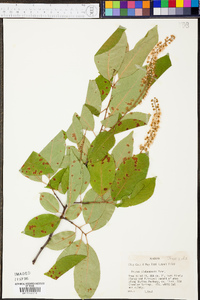 Prunus alabamensis image