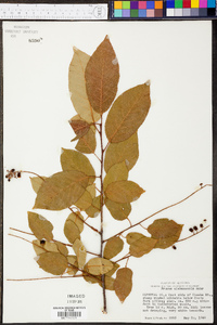 Prunus alabamensis image