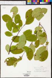 Prunus alabamensis image