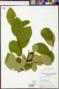 Prunus alabamensis image