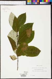 Prunus alabamensis image