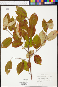 Prunus alabamensis image