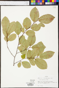 Prunus alabamensis image