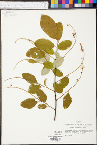 Prunus alabamensis image