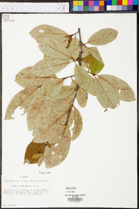 Prunus alabamensis image