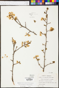 Prunus munsoniana image