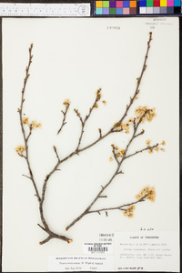 Prunus munsoniana image