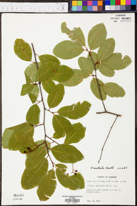 Prunus serotina subsp. hirsuta image