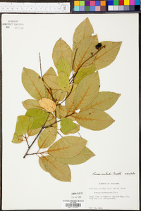 Prunus serotina subsp. hirsuta image