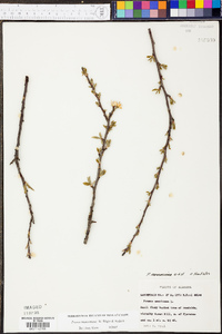 Prunus munsoniana image