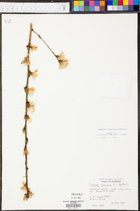 Prunus persica image