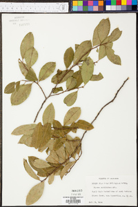 Prunus caroliniana image