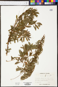 Spiraea alba image