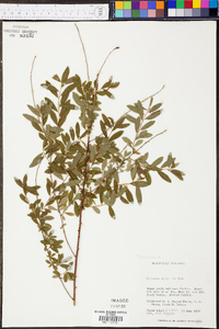 Spiraea alba image