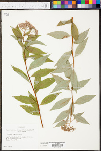 Spiraea japonica image