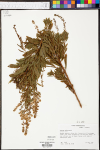 Spiraea alba image