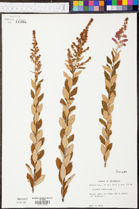 Spiraea tomentosa image