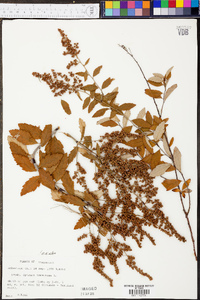 Spiraea tomentosa image