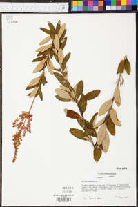 Spiraea tomentosa image