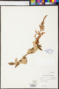 Spiraea tomentosa image