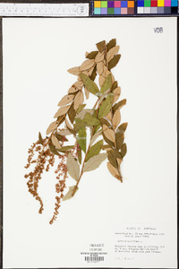 Spiraea tomentosa image