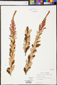 Spiraea tomentosa image