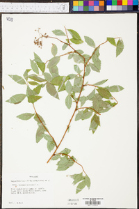 Spiraea japonica image