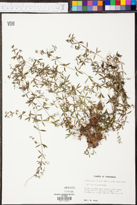 Galium obtusum image