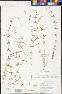 Galium obtusum image