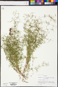 Galium concinnum image