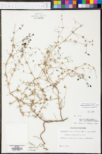 Galium divaricatum image