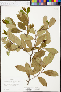 Prunus caroliniana image