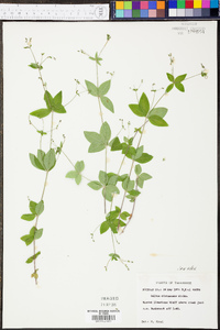 Galium circaezans image