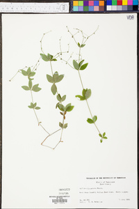 Galium circaezans image